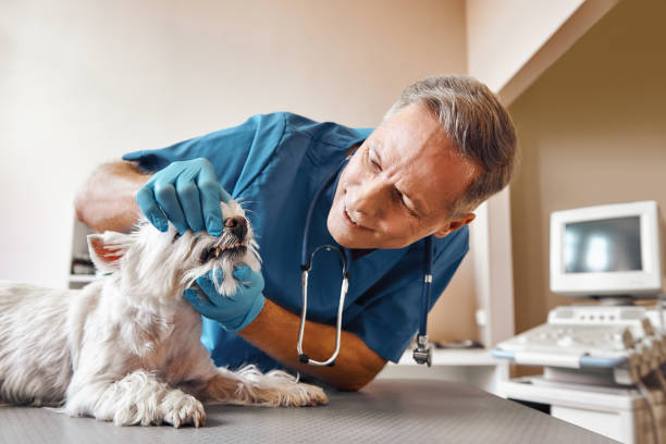 Best Emergency Wisdom Teeth Removal in Friedens, PA